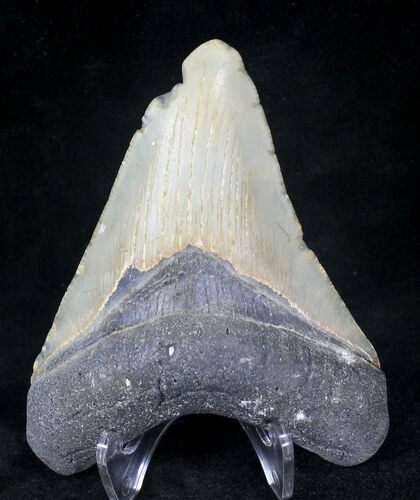 Bargain Megalodon Tooth - North Carolina #20712
